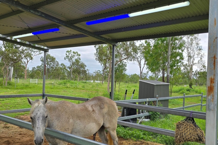 stable shed lights
